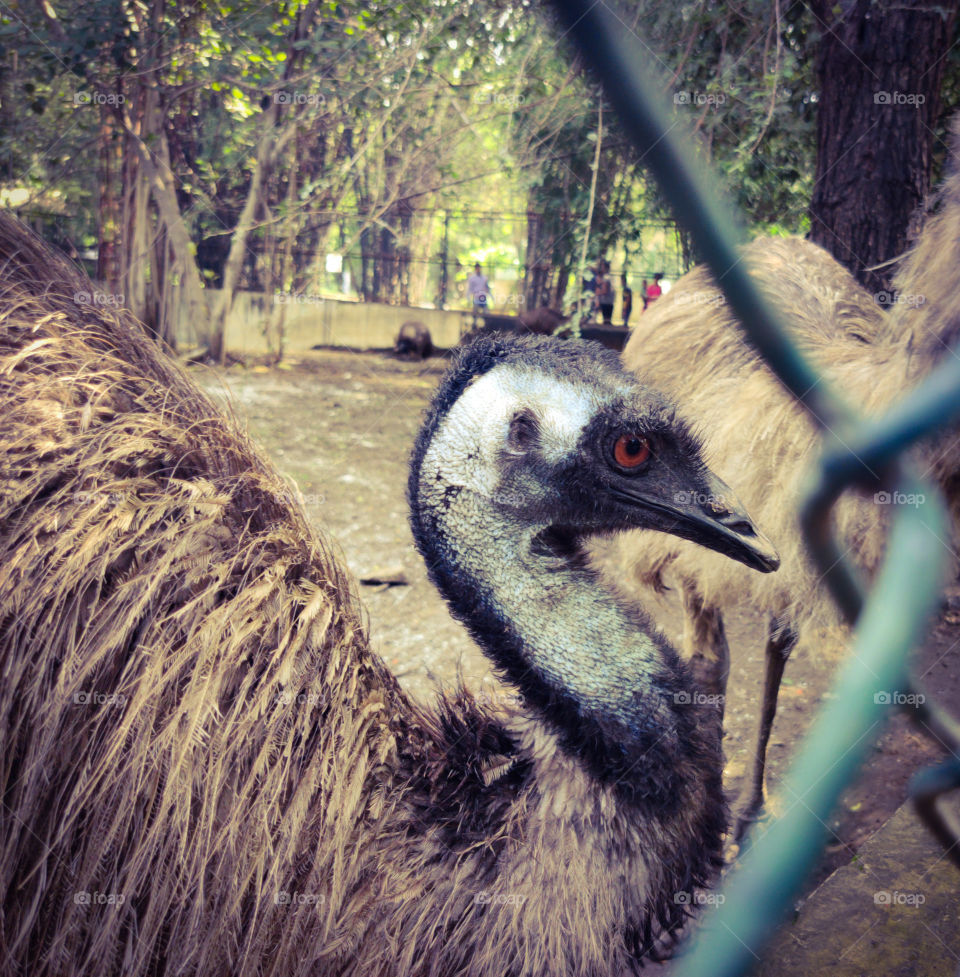 emu