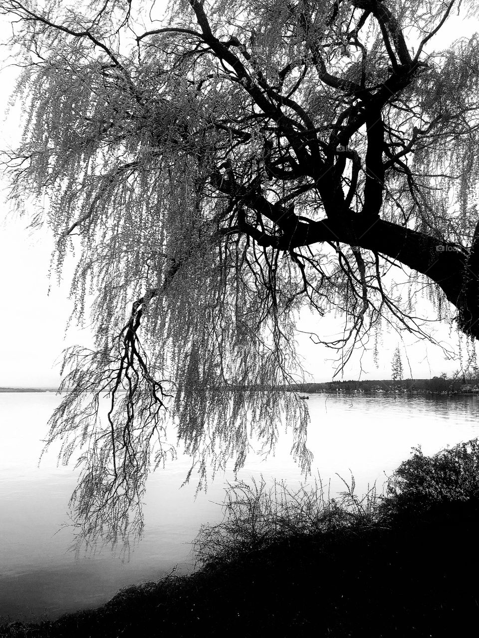 Willow on the lake