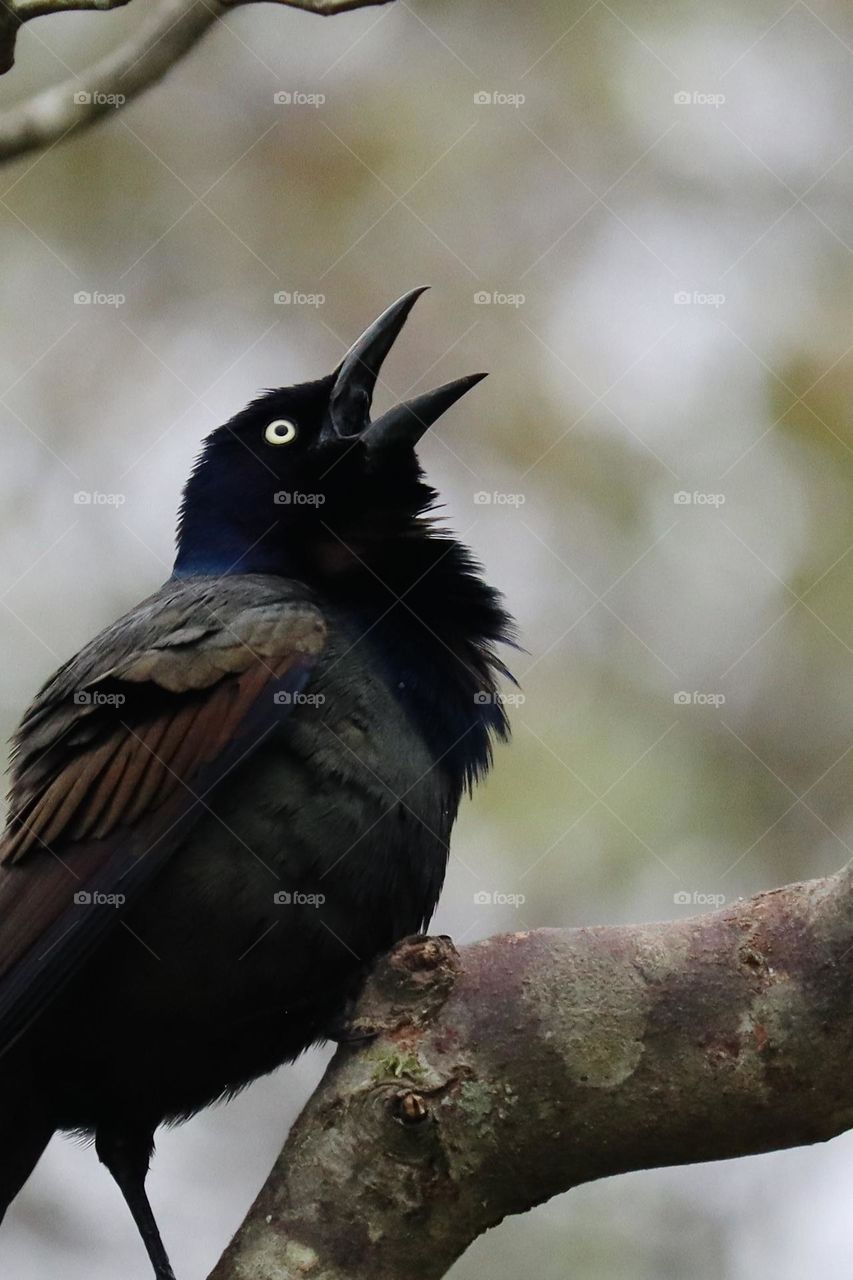 A  Common Grackle whistles as it rests in a tree, its rich colored feathers illuminated 