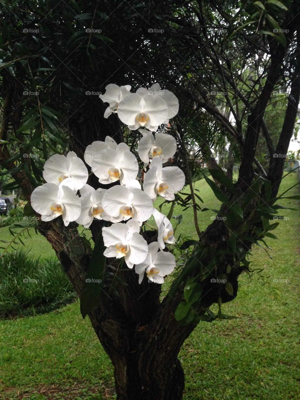 A special white orchid phalaenopsis in the garden