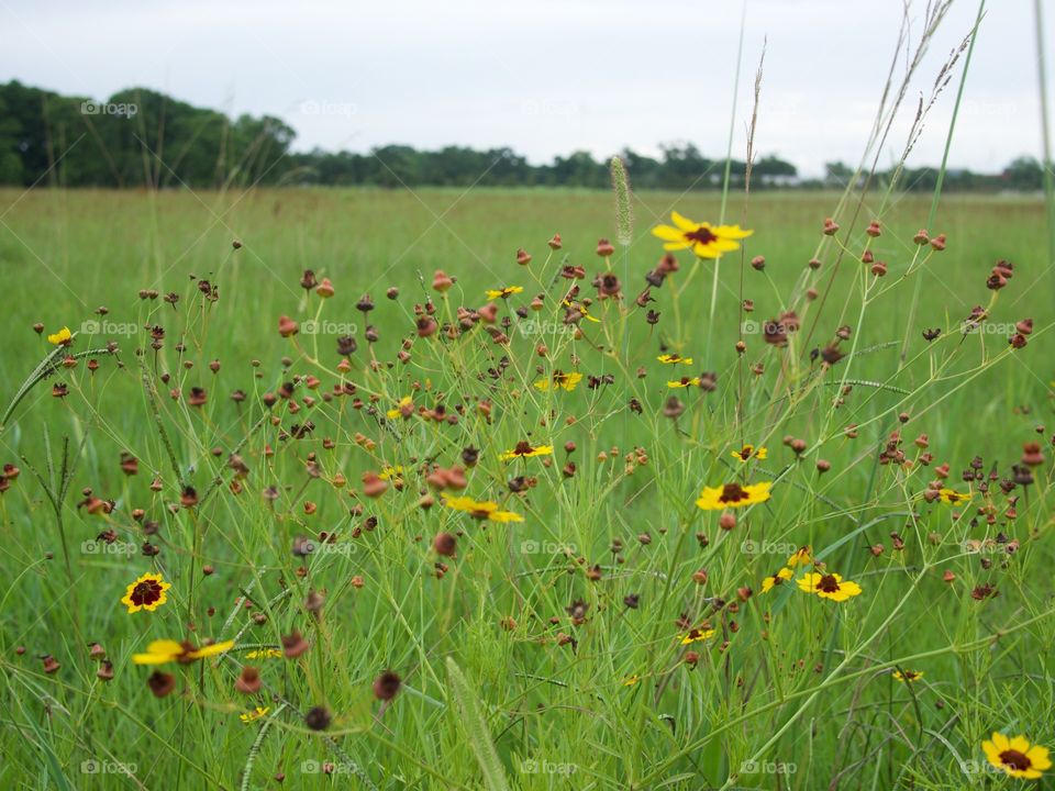 A sun flowered field