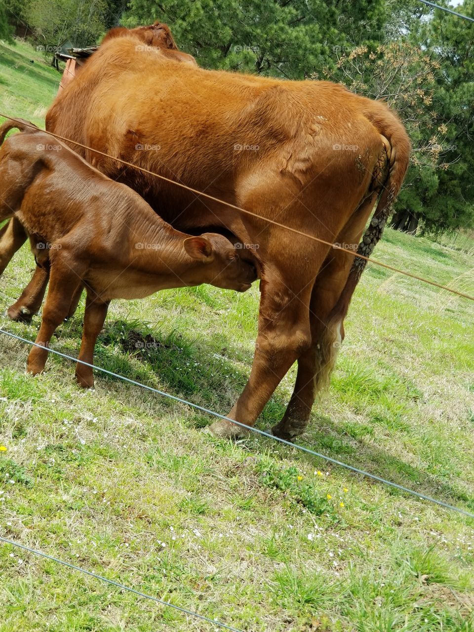 Baby cow drinking milk from mama.