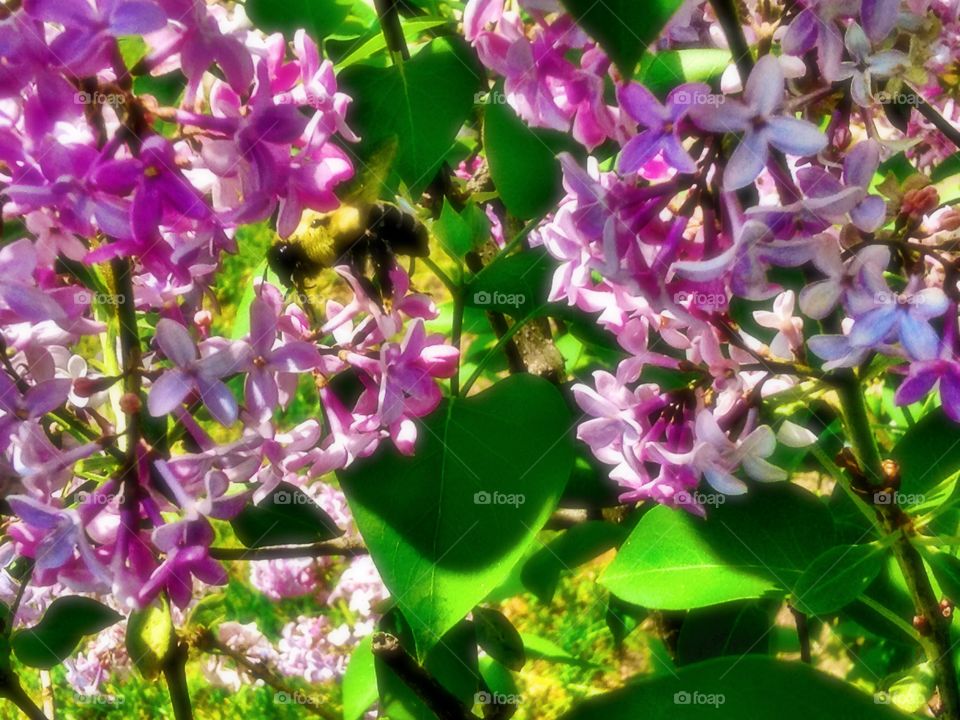 Lilacs and Bee
