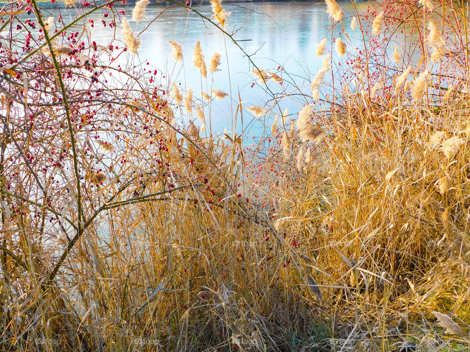 Still life lake ice cold winter reflections