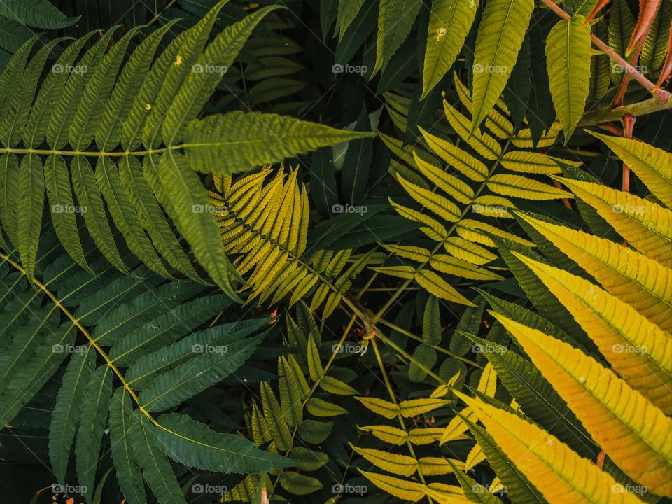 colorful autumn plants