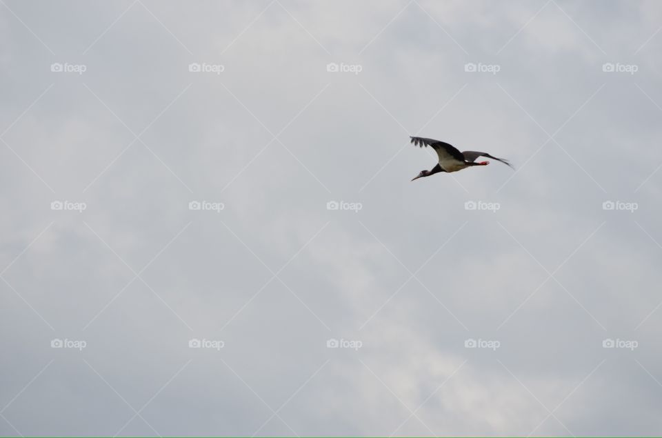 Bird, Flight, Sky, No Person, Wildlife