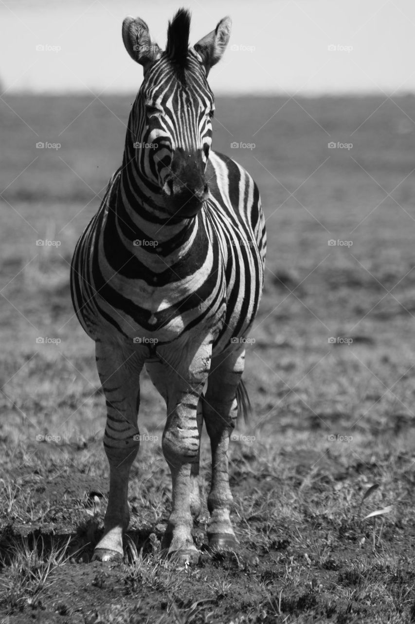 zebra