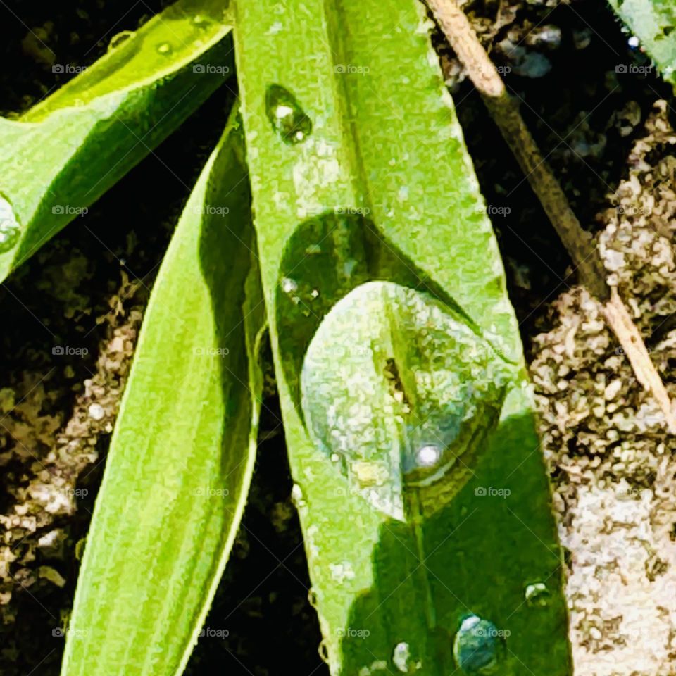 Rain Drops on Grass 