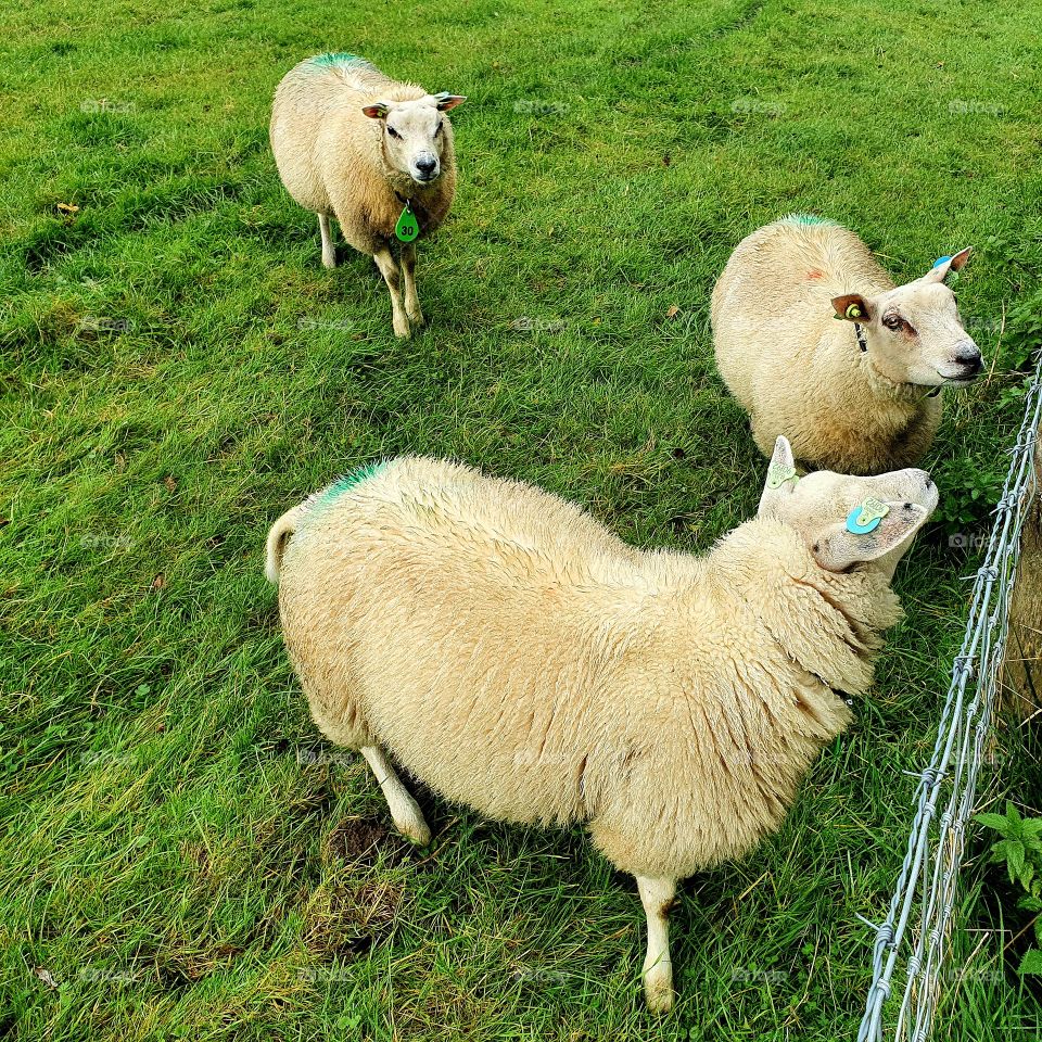 Three sheep at the gate