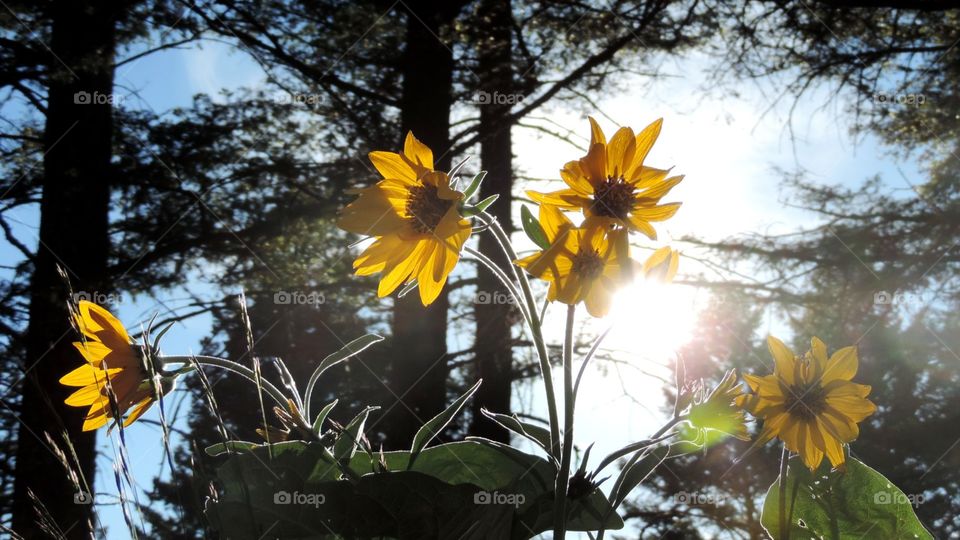 Wild Sunflowers. in the woods