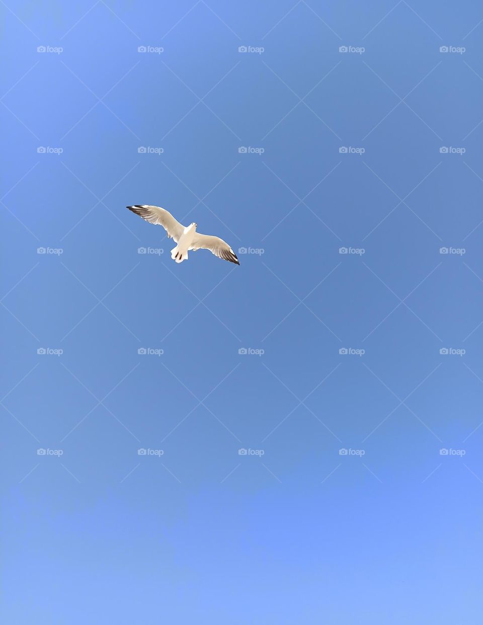 Birds & Bees - Nature in Motion. Seagull