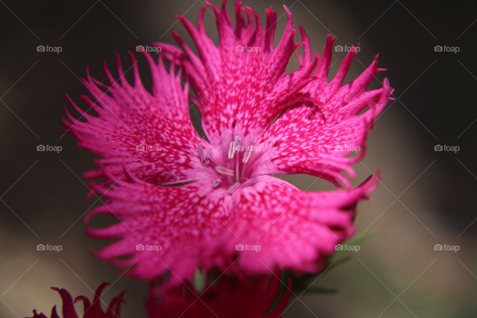 Close-up of pink flower