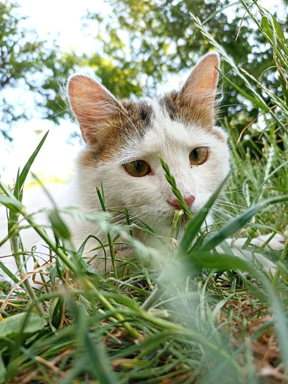 White fluffy male cat close-up. Animal photography