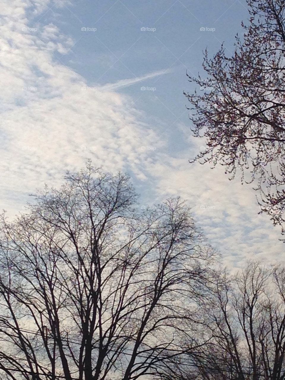 Dreaming of spring...