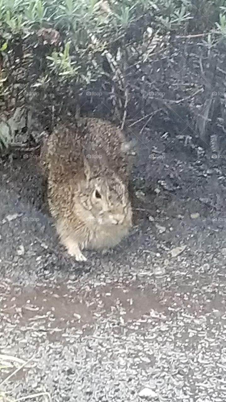 poor rabbit in the rain