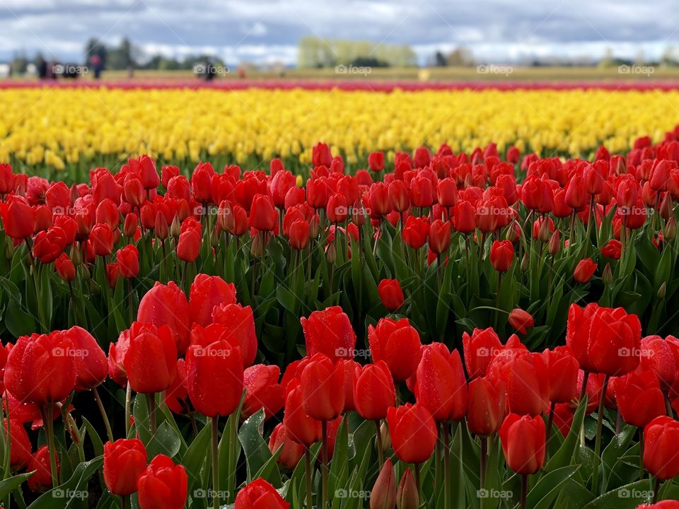 Foap Mission Color Love! Bright And Colorful Tulip Fields