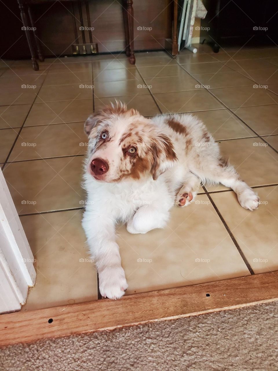 Little Puppy Looking Up To Heaven