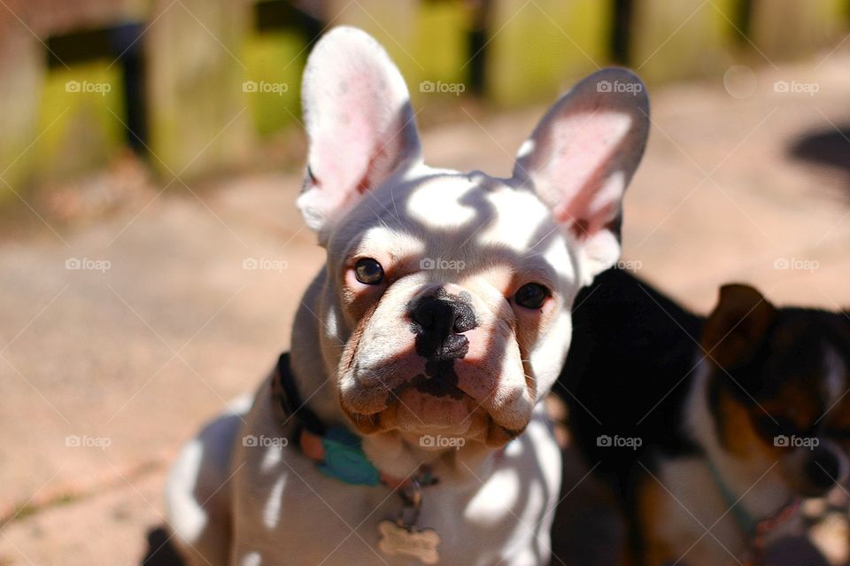 french bulldog, dog, bulldog, dog chews, dog toys, blue eyed dog, blue eyes, chuiuauah, small dog, tiny, puppy, pet, cute, adorable, love, best friend