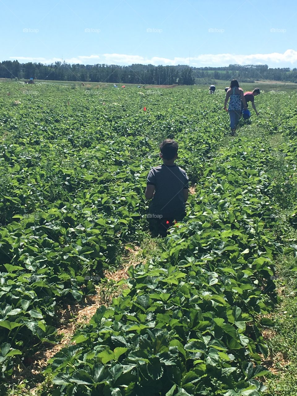 Kids picking in strawberry fields