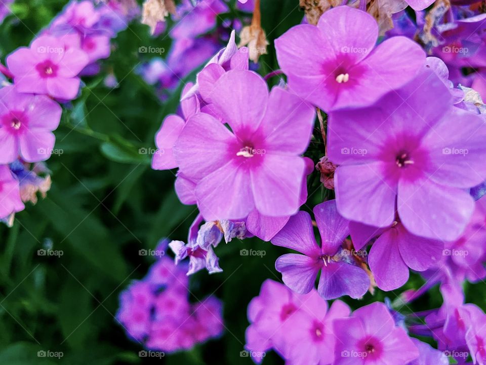 summer flowers