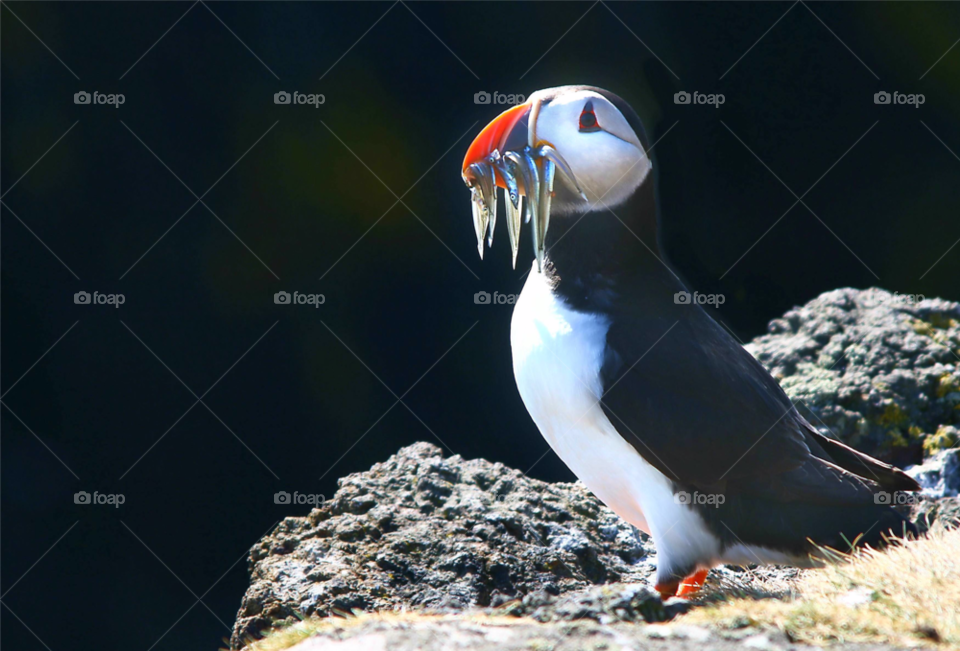 colourful nature white black by joannieofarc