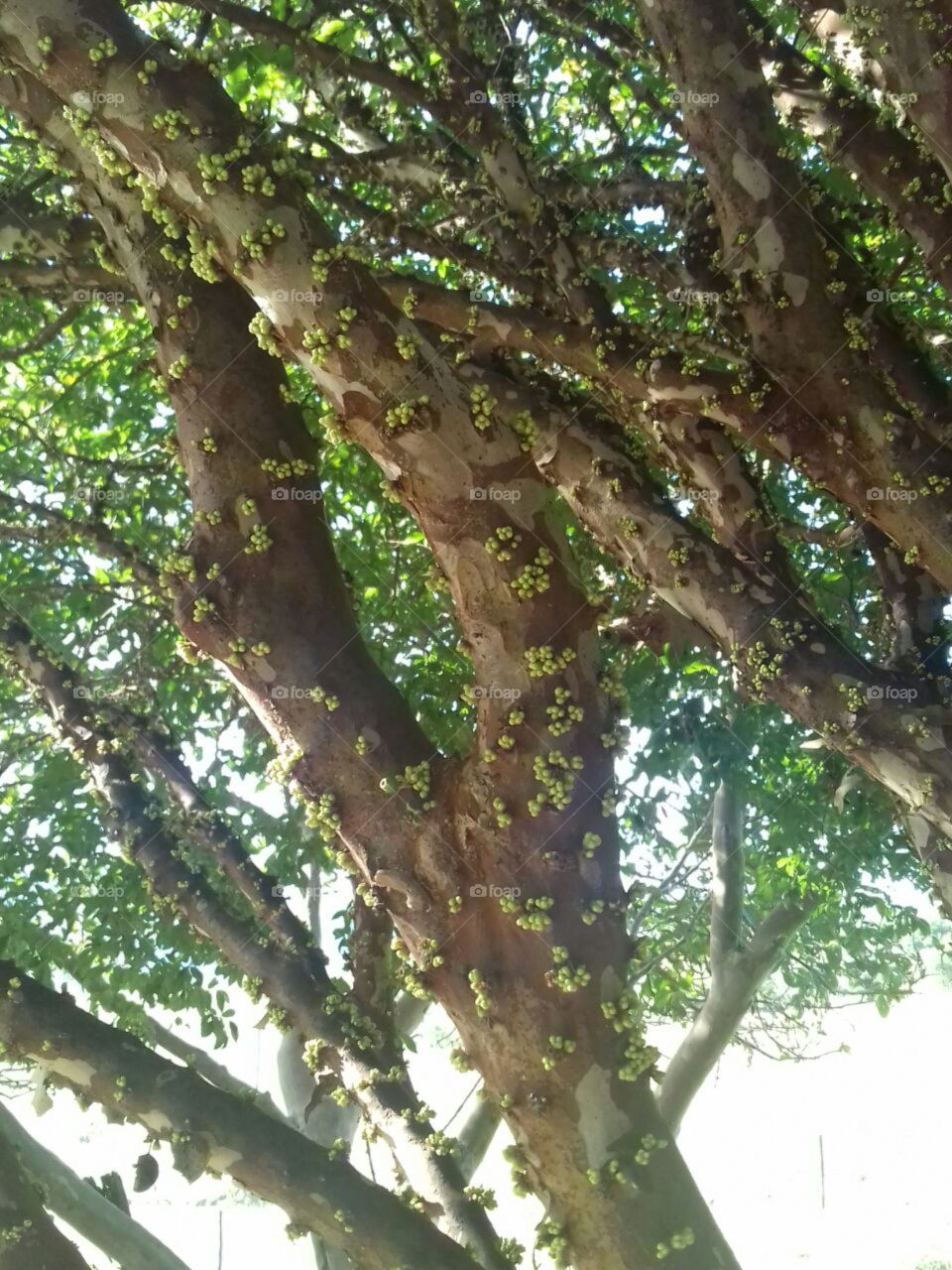 HD tree