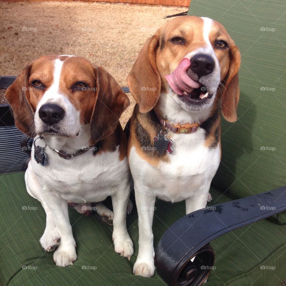 Happy Beagles