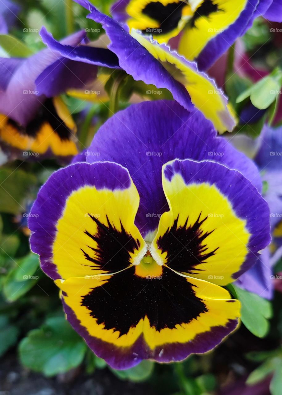 Complementary Colors, Flower