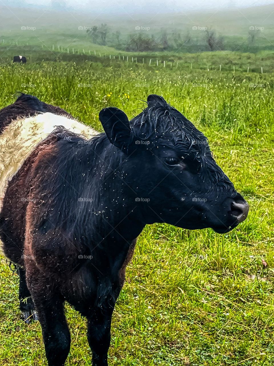 “Oreo of the Mist.”  A Belted Galloway and her Oreo cookie colors poses for a portrait on a foggy day.