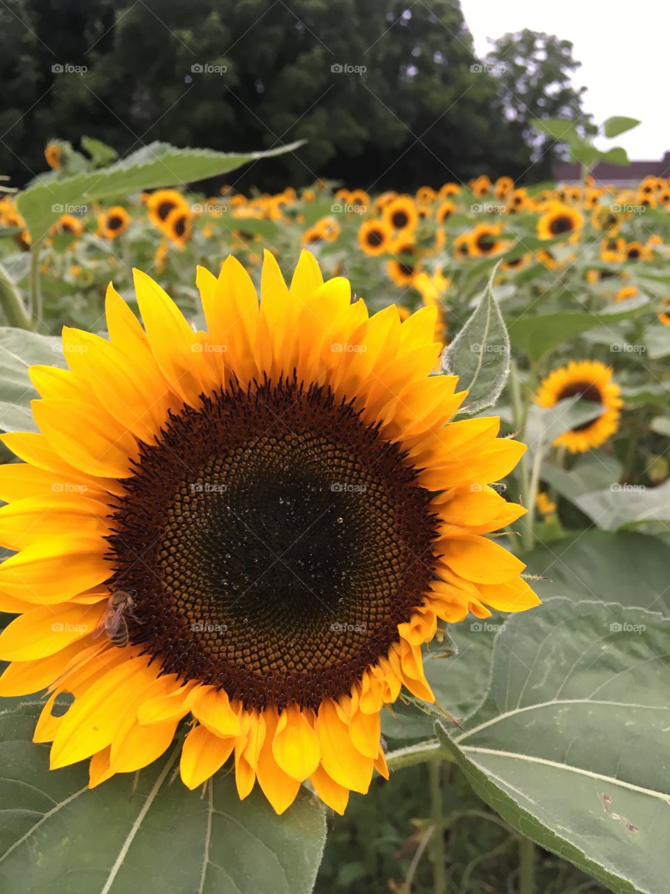 A field of beautiful sunflowers.