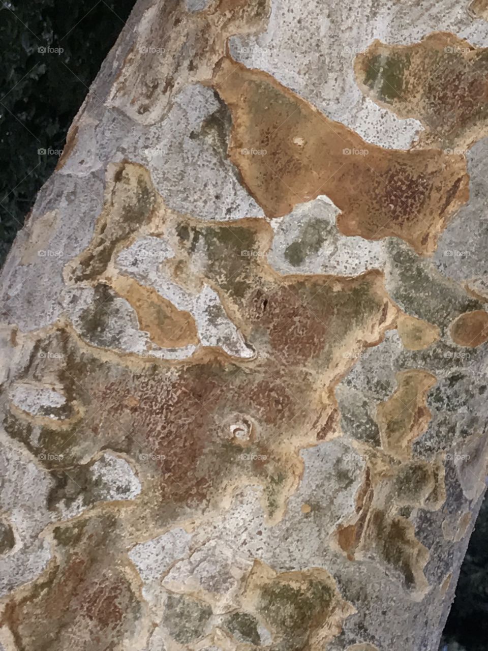 A close-up view of a tree trunk at the neighborhood park. There are pattern and texture to be seen here.