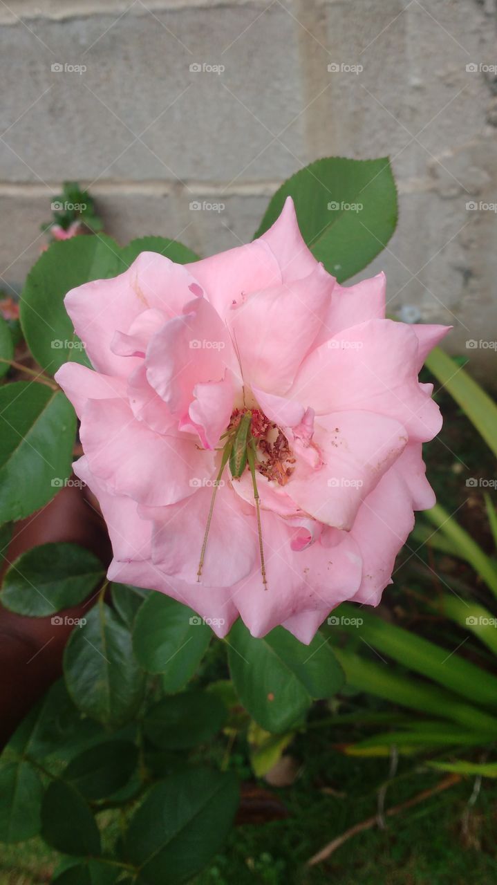 linda rosa "rosa bebê"com um pequeno inseto