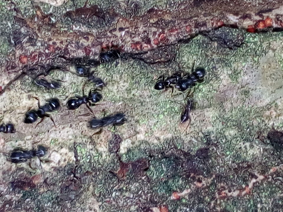 Ants are animals that work professionally, diligently, and earnestly to achieve maximum results