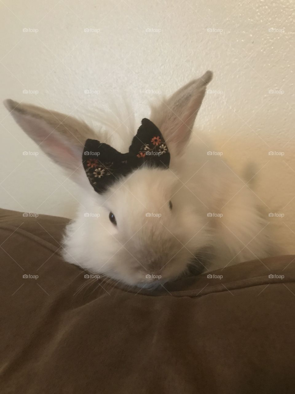 Nala, the bunny who thinks she's a dog. 