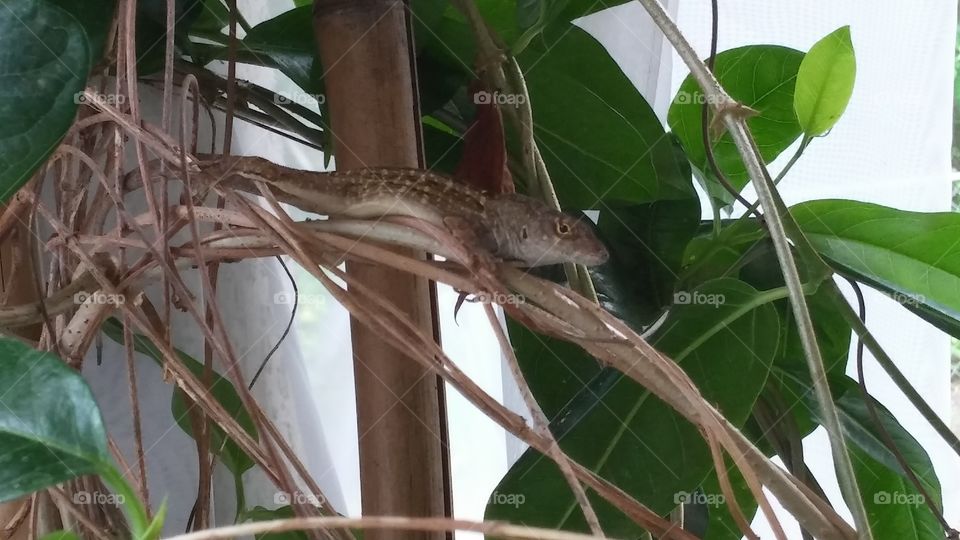 Florida Gecko