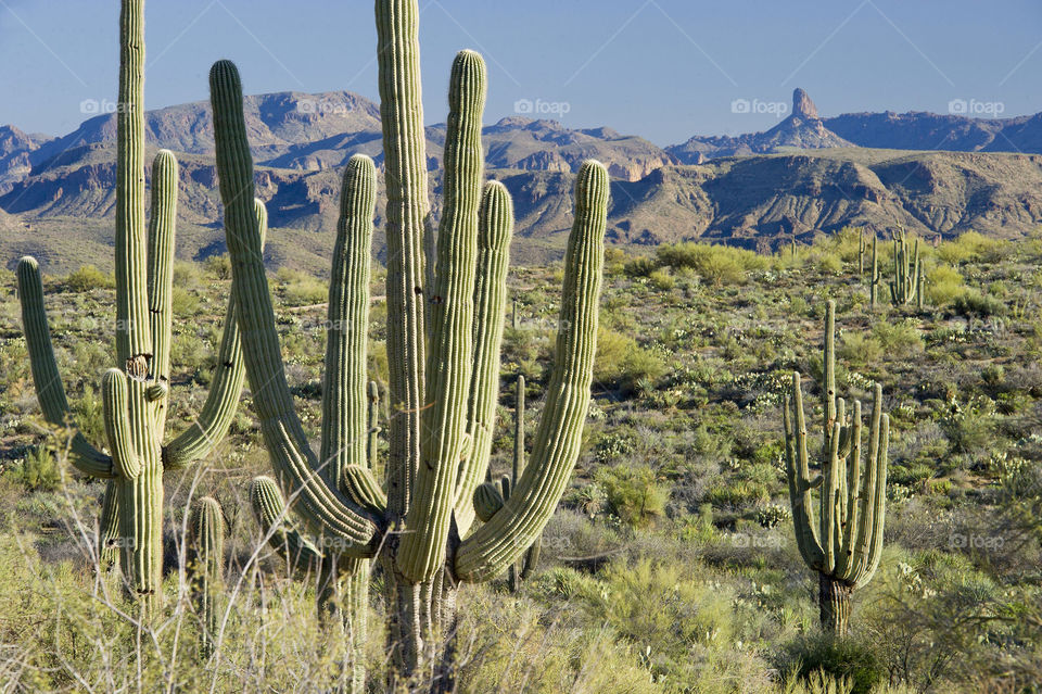 Saguaro cactus frame the picture with the Superstition Mountains in