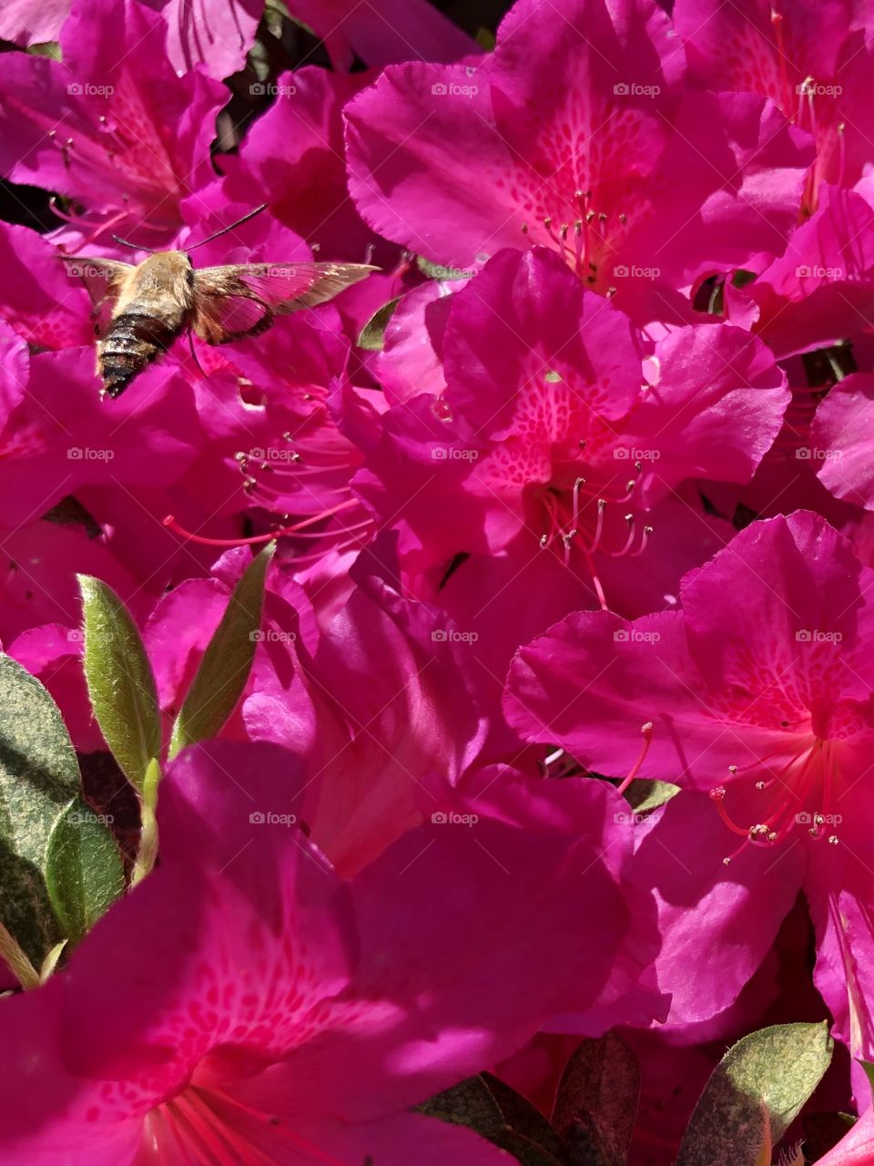 Hummingbird moth feeding on pink azalea nectar