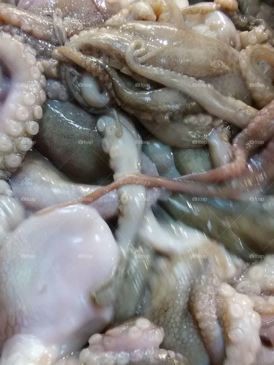 octopus for dinner