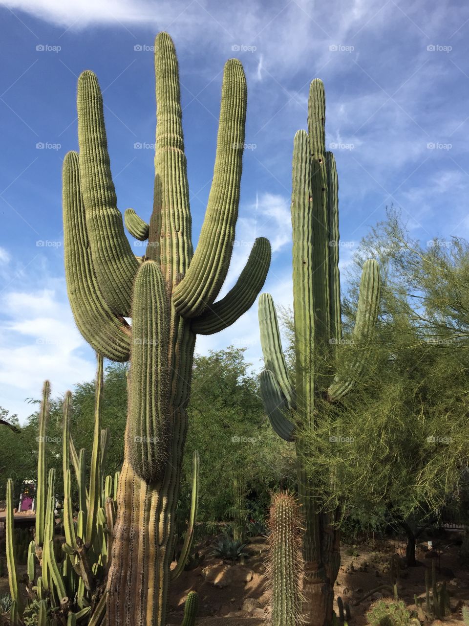 Phoenix Desert Garden