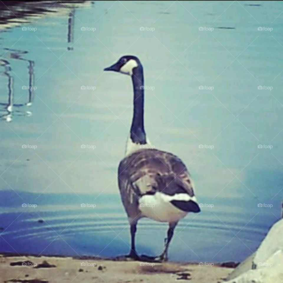 Birds of a feather. goose walking around boat ramp