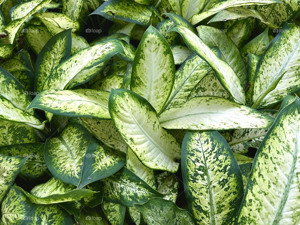 Close-up photography of leaves