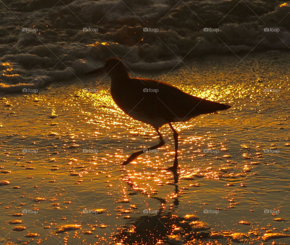 Bird in water