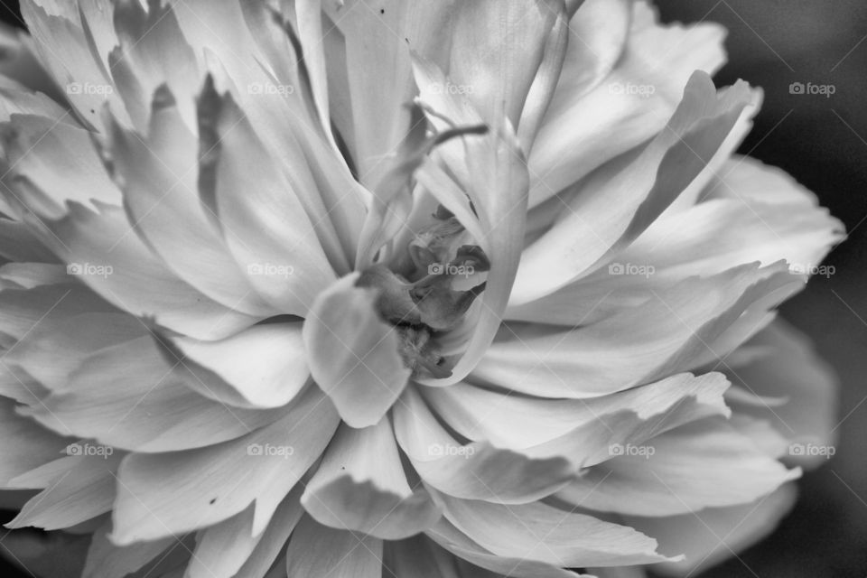 peony in b/w