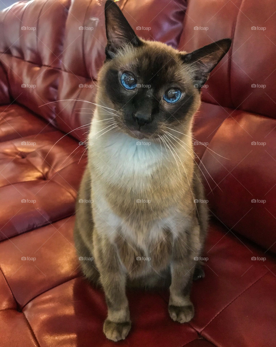 Siamese cat
