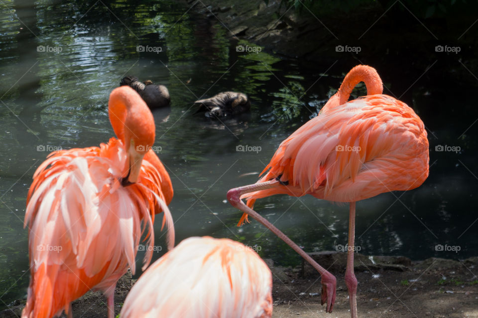 Three flamingos before a pond