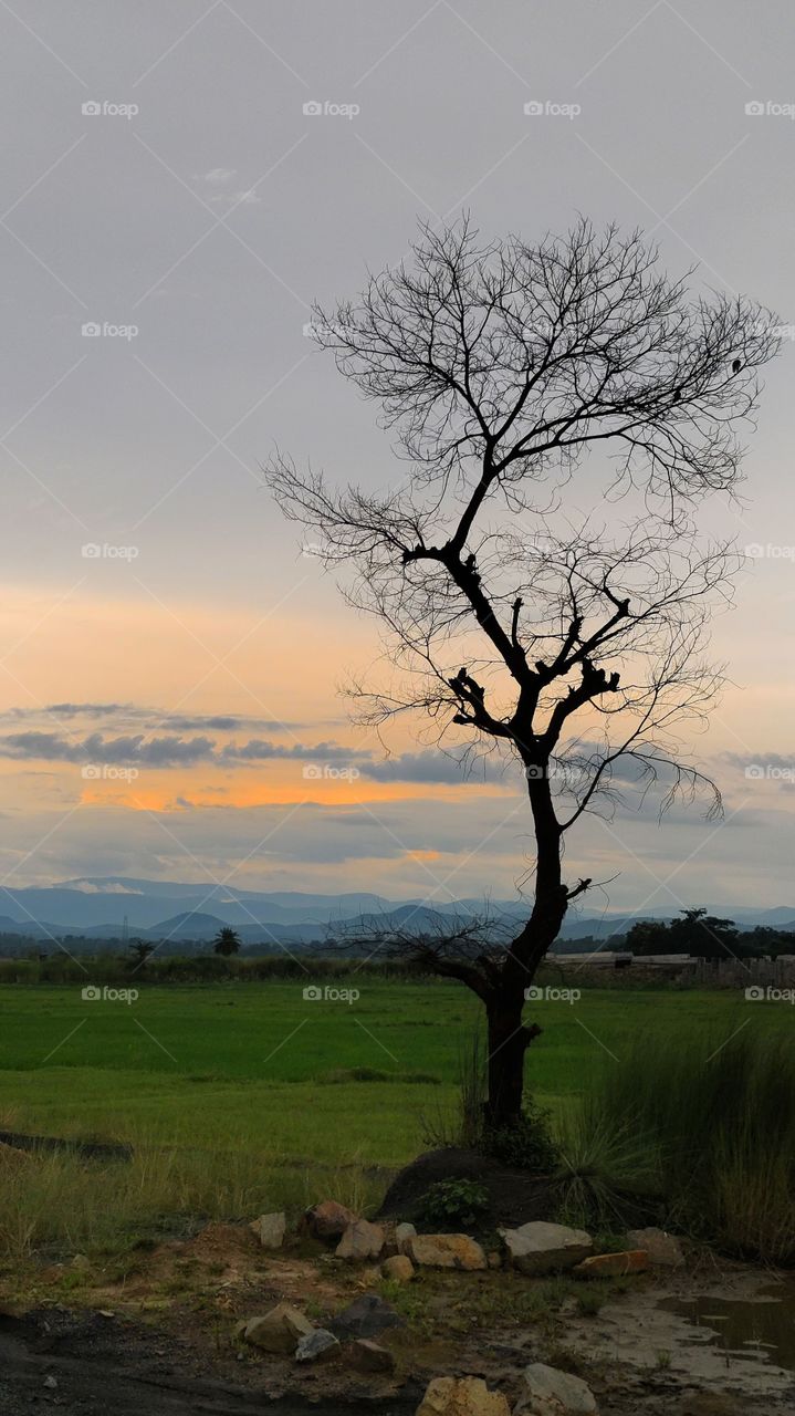 Leafless tree near a rice farm with mountain view