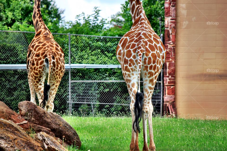 Giraffes From Behind