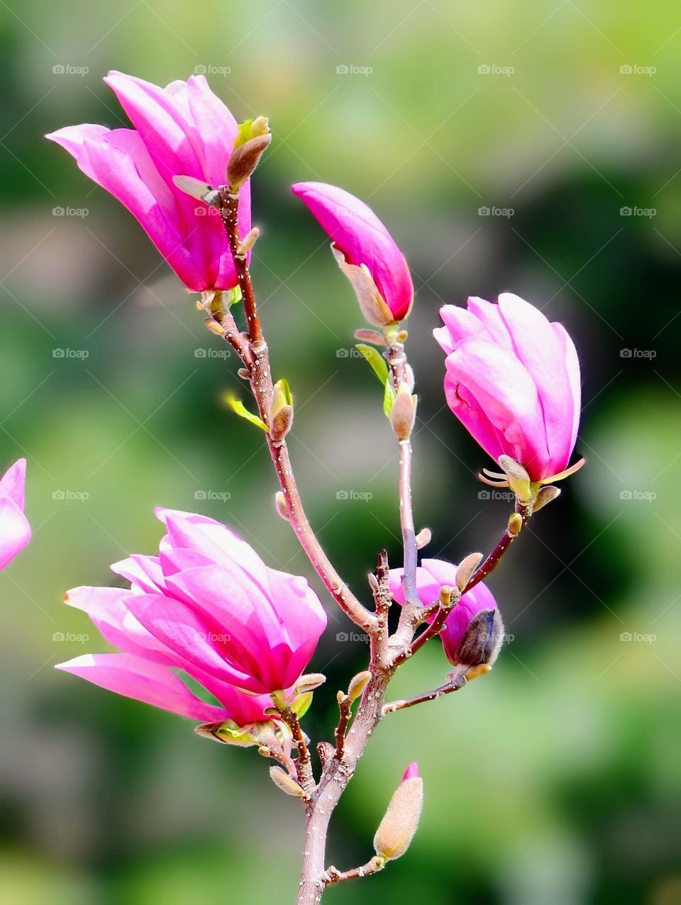 Magnolia tree blossom