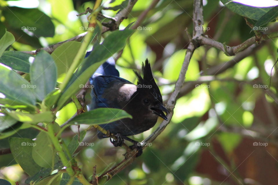 Stellar jay bird in tree
