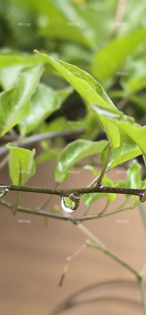 Raindrop